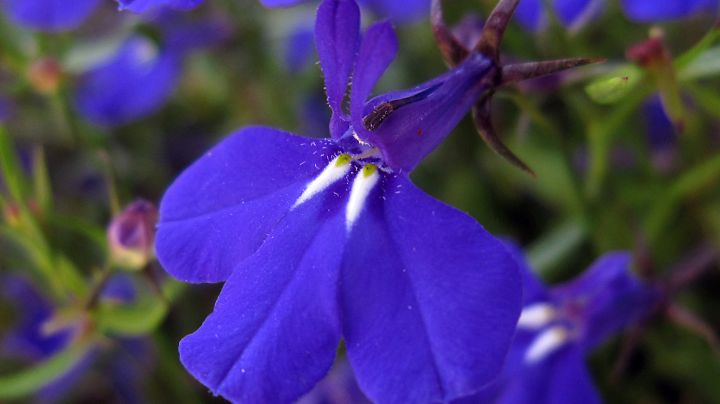 Lobelia Erinus, una bella planta con flores azules diminutas que llenará de vida tu jardín.