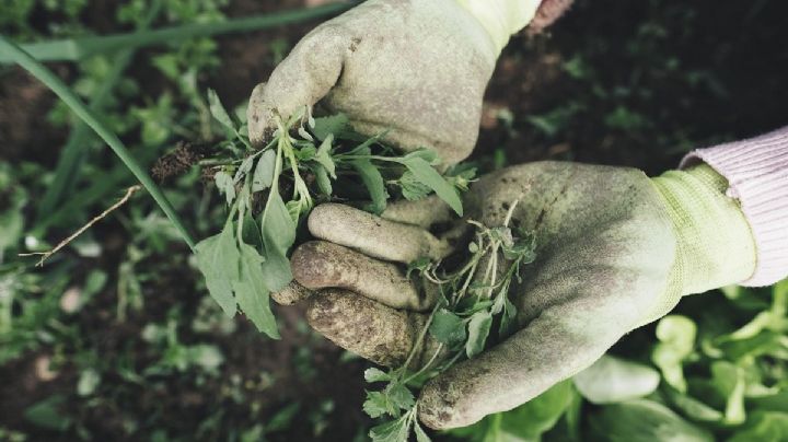 Vinagre, el gran aliado para el cuidado de las plantas