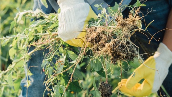 Plantas tóxicas que suelen crecer como maleza en cualquier jardín