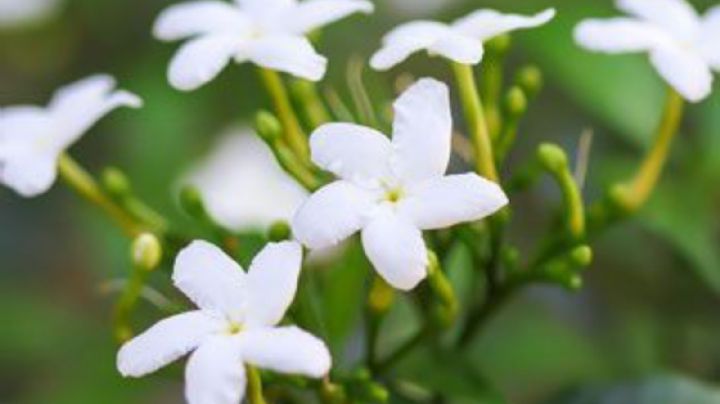 Jasminum polyanthum, cuidados y una técnica de reproducción para que esta planta perfume tu jardin