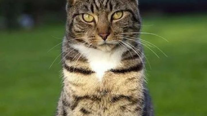 5 señales claras de que tu gato abandonará el hogar