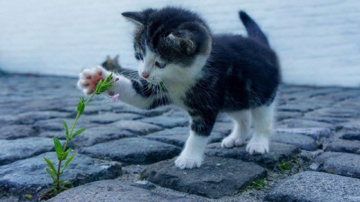 Los gatos más pequeños del mundo: 7 razas que te enamorarán con su tamaño y personalidad