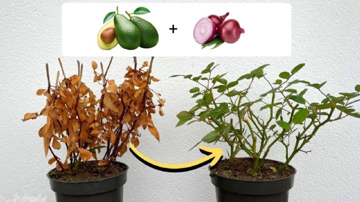 Cómo revivir tus plantas con un abono de palta y cebolla