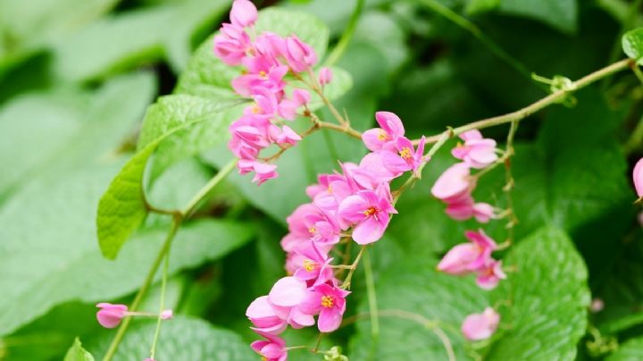 5 plantas trepadoras poco conocidas, que lucen flores hermosas, coloridas y fragantes