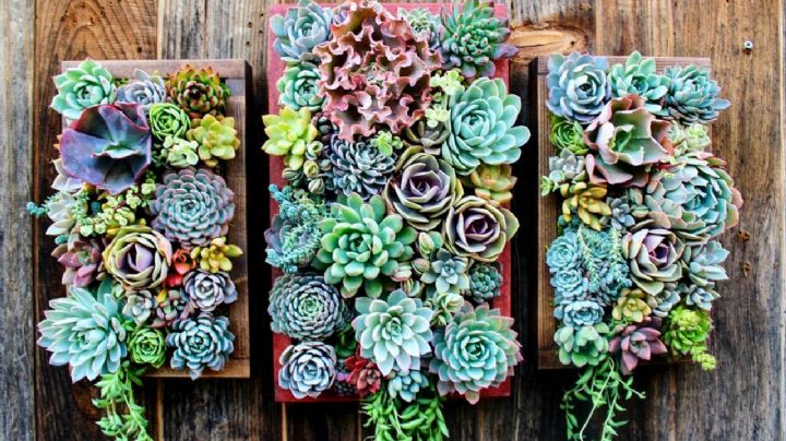 5 suculentas increíbles que transformarán tu jardín vertical en una obra de arte