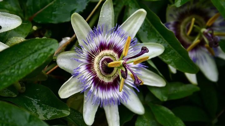 Pasiflora: la planta trepadora que perfuma y embellece tu jardín