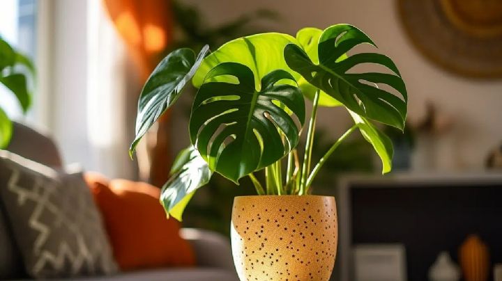 Los 5 secretos para tener una Monstera deliciosa feliz y saludable