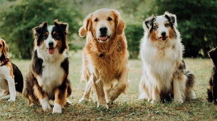 5 razas de perros tan peludos que parecen un peluche
