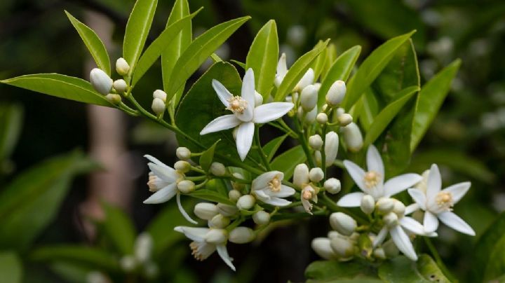 Flores de azahar, un regalo de la naturaleza para la salud y el bienestar