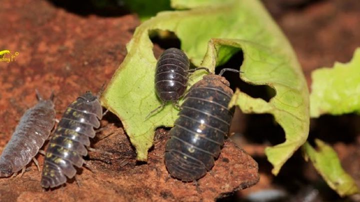 Bicho bolita: características del curioso animal que muchos consideran un insecto