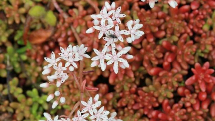 Sedum album, la suculenta que puede adaptarse a todos los climas
