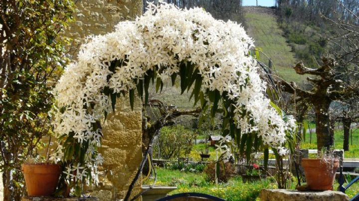 Clematis armandii, la planta trepadora de flores fragantes que atrae colibríes y decora tu jardín