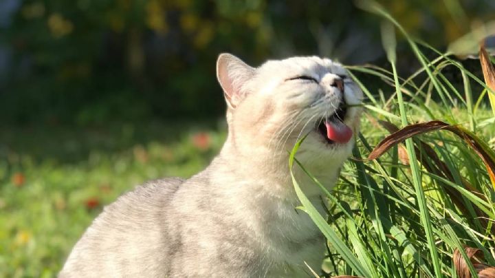 La ciencia determina por qué los gatos no deberían llevar una alimentación estilo vegana