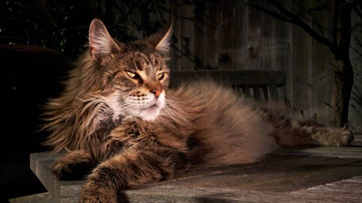 Gato Maine Coon: todo lo que debes saber de esta atrapante raza