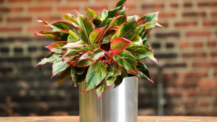 Aglaonema: la planta ideal para embellecer rincones oscuros del hogar