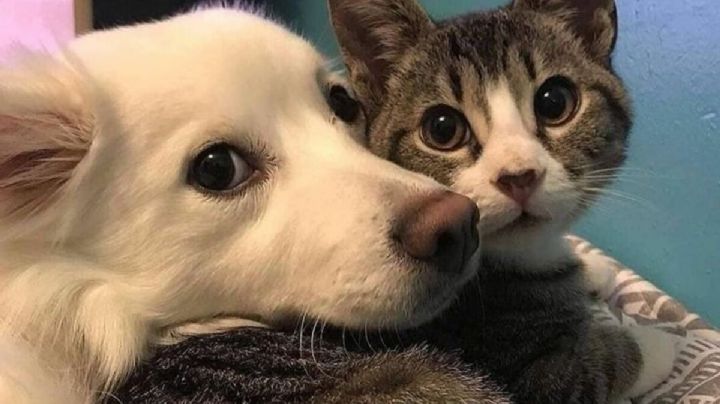 4 razas de perro que te harán dudar si son gatos disfrazados