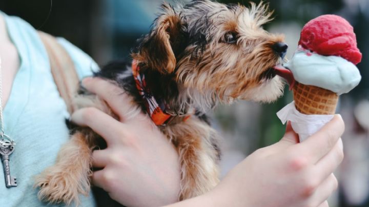 Cómo hacer helado para perros, una receta para regalarle un premio a tu mejor amigo