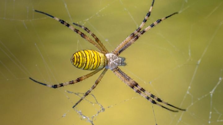 Arañas en casa, como saber cuál es venenosa y cual no