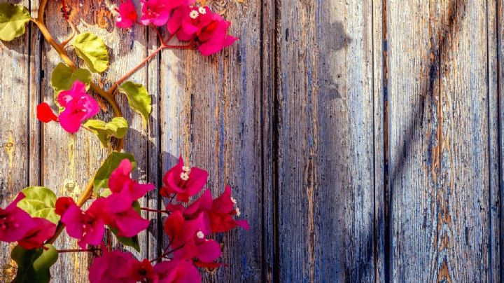 3 plantas enredaderas con flores fragantes que decoran y perfuman tu hogar