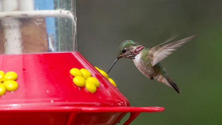 Manualidades: Cómo hacer un bebedero para colibríes en 10 minutos