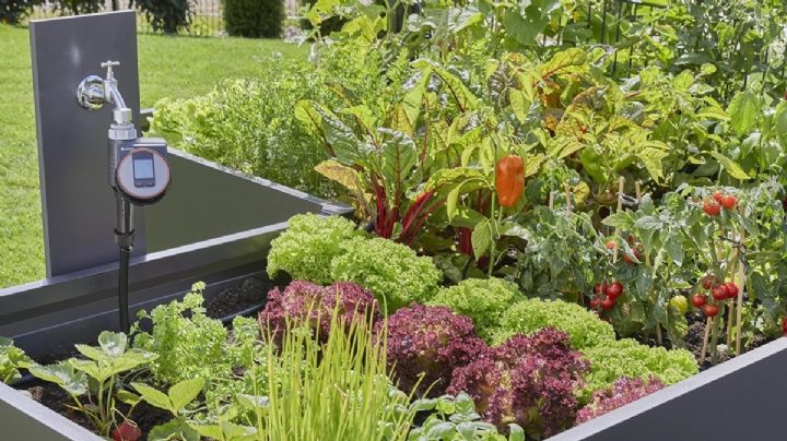 Cómo regar las plantas cuando salís de vacaciones, la palabra de un experto