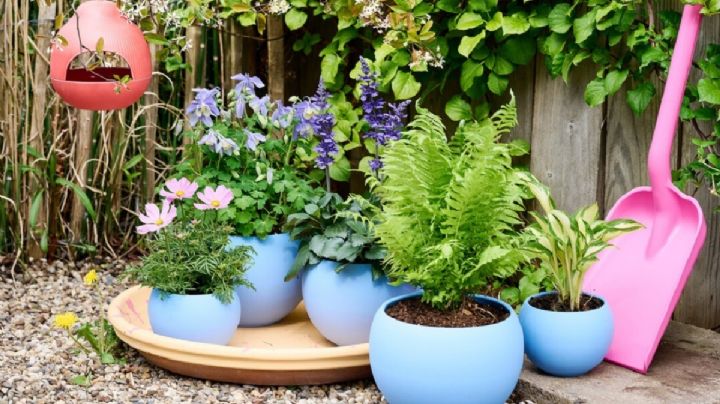 4 plantas fáciles de cuidar y muy decorativas para hacer que tus espacios verdes luzcan elegantes