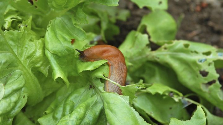 3 trucos que usan los jardineros para eliminar caracoles y babosas