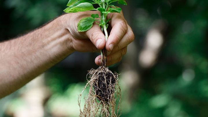 Enraizantes naturales: 2 fórmulas para que tengas éxito con los esquejes de tus plantas