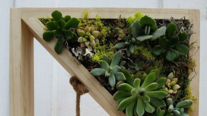 Decoración: aprende como hacer un mini jardín vertical con palitos de madera y suculentas