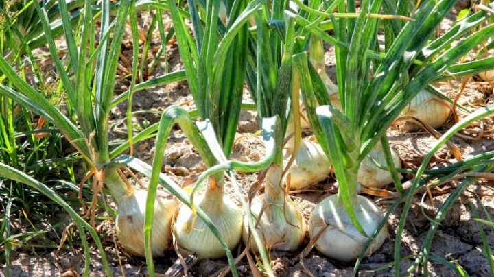 Huerta urbana: guía para cultivar cebollas en espacios reducidos