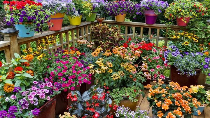 Con un solo ingredientes puedes lograr que tus plantas tengan más flores y de mayor tamaño