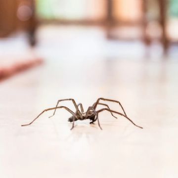¿Cual es el significado de que ingresen arañas en el cuarto?