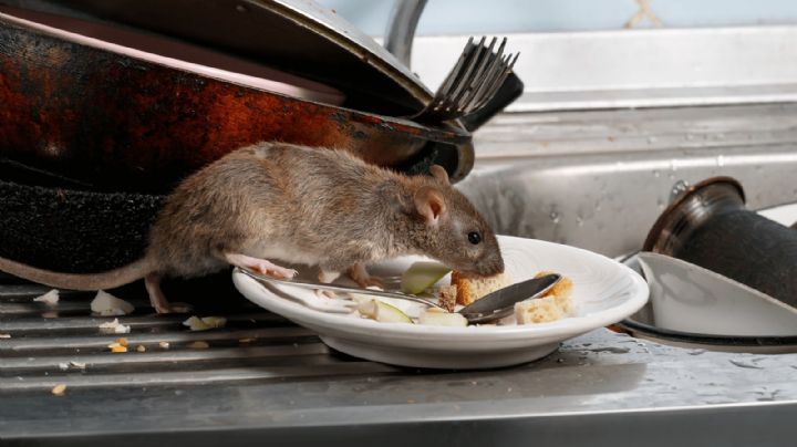 7 aromas que alejarán a los roedores de tu casa y cómo utilizarlo