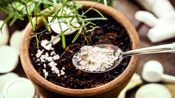 Transforma tus plantas con algo que normalmente tiras a la basura
