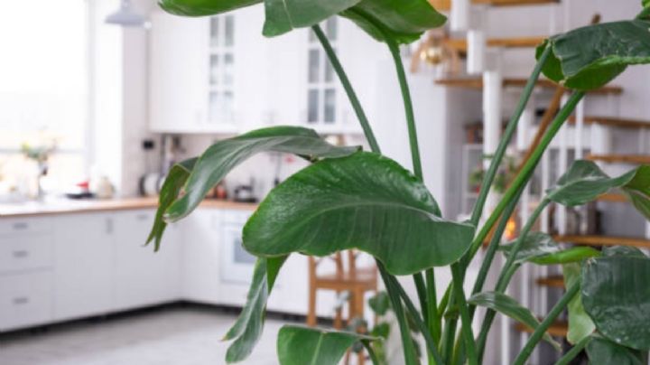 6 atributos de la Strelitzia Nicolai que la convierten en la planta perfecta para decorar el hogar