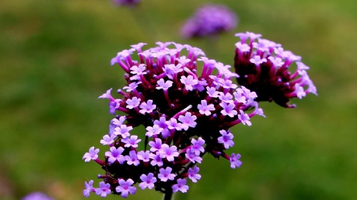 Verbena púrpura: ¡La planta con flores que llenará de color tu jardín!