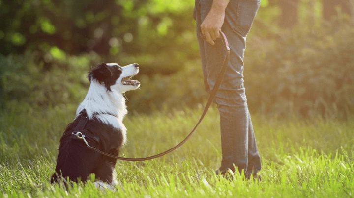 Estas 3 razas de perro aprenden fácilmente: ¡descubre los perros más obedientes!