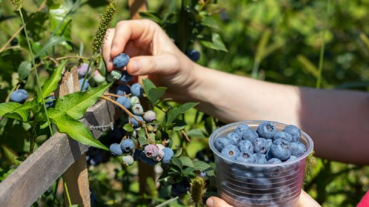 Cómo plantar arándano en maceta: ¡Secretos de un experto para un jardín delicioso!