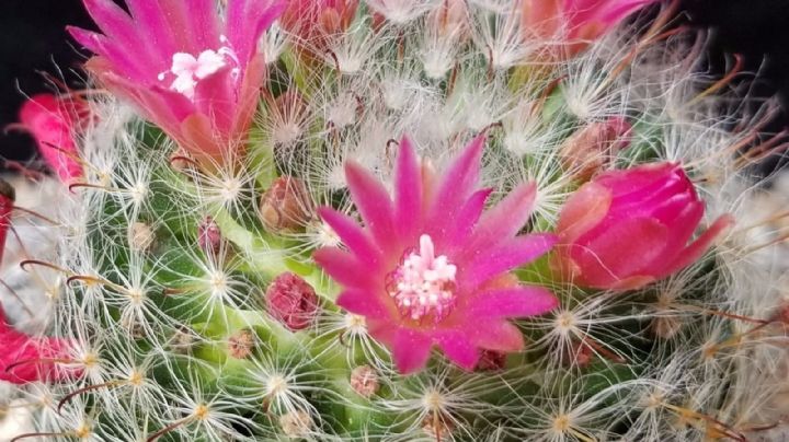 Mammillaria bocasana: El cactus verde azulado con espinas sedosas y flores vibrantes