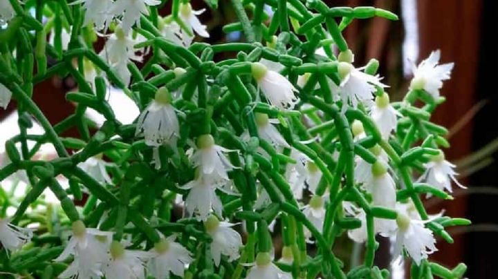 Rhipsalis cereuscula: Guía de cuidados para que el cactus coral brinde sus bellas y diminutas flores