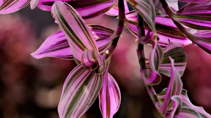 Guía de cuidados para que tu planta Tradescantia se robe todas las miradas