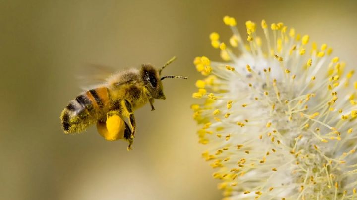 ¿Qué significa que una abeja visite tu hogar?