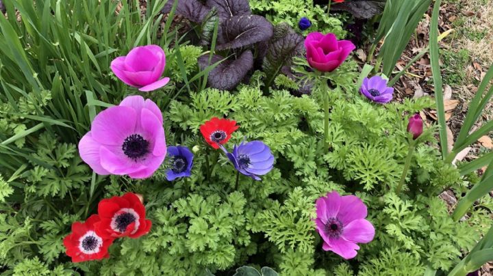 Anemone Coronaria: Una planta de flores diminutas y colores vibrantes que vas a querer en tu jardín