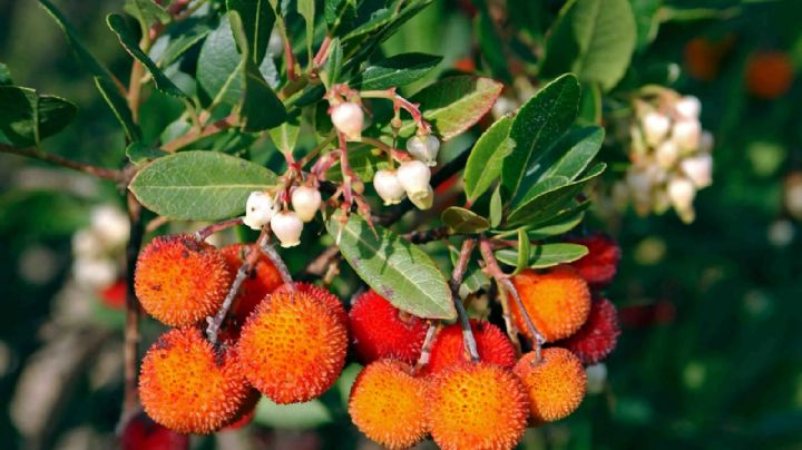 Arbutus Unedo: El curioso arbusto con flores y frutos que vas a querer en tu jardín