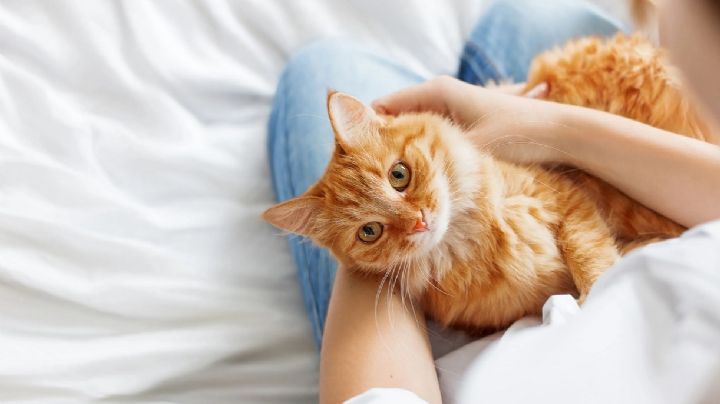 Claves para saber si tu gato es feliz contigo: ¡Señales de amor y de infelicidad!