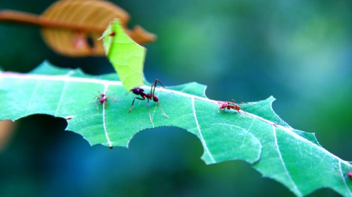 Erradica las hormigas de tu casa o jardín sin usar productos químicos ni veneno