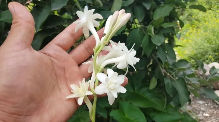 Nardos: Guía de cuidados de la valiosa planta ornamental que florece de noche