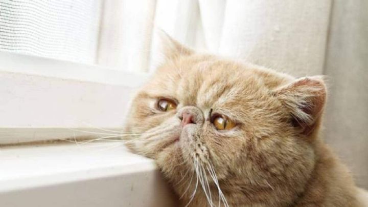 8 señales que indican que tu gato está triste