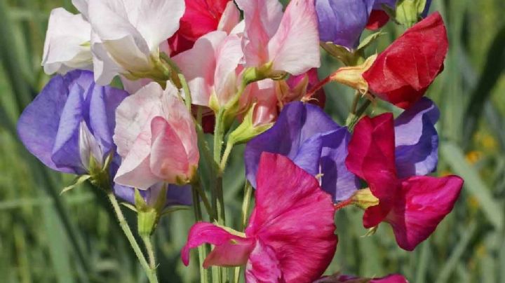 Lathyrus Odoratus: Una planta trepadora de bellas flores y aroma dulce que querrás en tu jardín