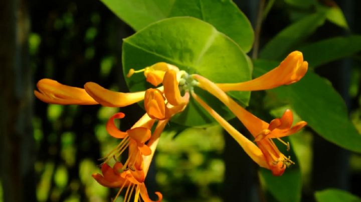 Los Secretos de la Lonicera: Guía Definitiva para Cuidar la Reina de los Jardines